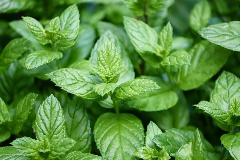 what is peppermint oil