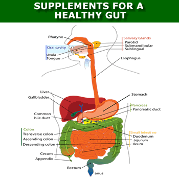 supplements for a healthy gut